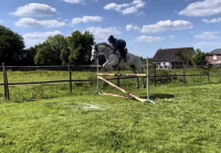 Vente de poney